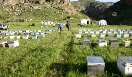 Bal Arılarının Yayla Yolculuğu