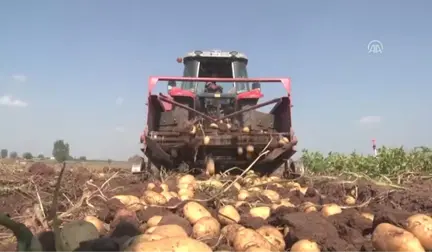 Kavurucu Sıcak Altında Tarlada Ekmek Mücadelesi - Adana