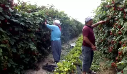 Açık Alanda Böğürtlen Hasadı Başladı