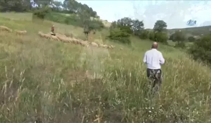 Biga'da Çalınan Hayvanlar Otlatılırken Bulundu