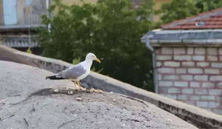 İstanbul'da Gün Batımında Mest Eden Görüntüler