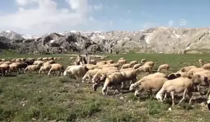 Yörükler Yaylalara Göç Ediyor