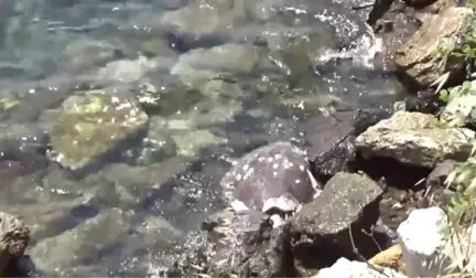 Muğla'da Ölü Caretta Caretta Sahile Vurdu