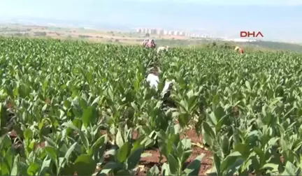 Bursa Marmara'nın Tütün Yetiştiren Tek Mahallesinde Hasat Dönemi Başladı