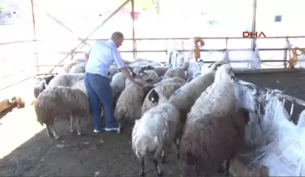 Erzurum Et Ithaliyle Yerli Üretici Pazarını Kaybedecek