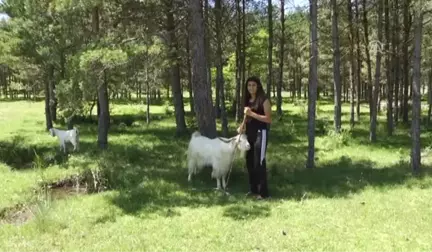 Köyde Çoban, Ringde Boksör - Kastamonu