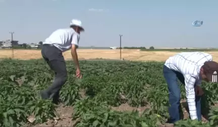 Kayyumun Tahsis Ettiği Tarlalarla Hayatlarını İdame Ettiriyorlar