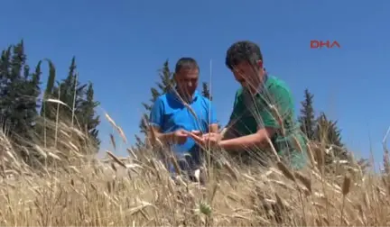 Antalya Buğdayın Atası Siyez, Çiftçinin Umudu