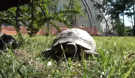 Kaplumbağalar Parkı Mesken Tuttu