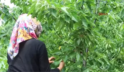 Burdur Yağış Nedeniyle Kirazda Rekolte Düştü