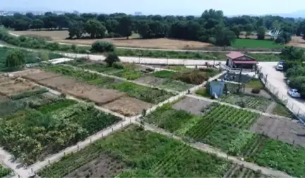 Nilüfer'in Bostanlarında Aromatik Bitki Üretiliyor