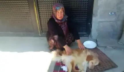 Felçli Köpeğe Anne Şefkati