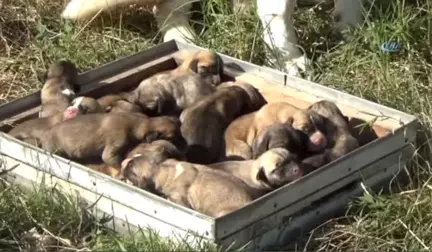 Kangal Cinsi Köpek Tek Batında 17 Yavru Doğurdu