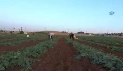 Midyat Turşusu Ege Turşusuna Meydan Okuyor