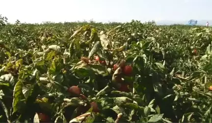 Süper Erkenci Domates' Çeşidinin Hasadı Başladı