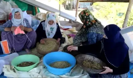 Tunceli'nin Köyünden, Dünyaya Açılan Dut