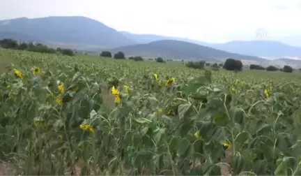 Ay Çekirdeği Üreticileri Hasadı Bekliyor