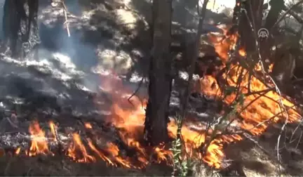 Beypazarı'nda Çıkan Orman Yangını, Kontrol Altına Alındı