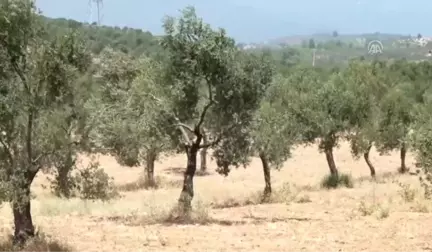 Edremit Körfezi'nde Zeytinde Yüksek Rekolte Bekleniyor