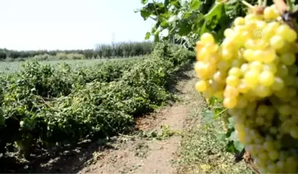 Manisa'da Etkili Olan Dolu ve Kuvvetli Rüzgar