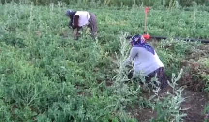 Kavurucu Sıcakta Bezelye Hasadı