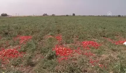 Karacabey Ovası'nda Domates Hasadı Sıkıntılı Başladı