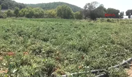 Çanakkale Domates Üreticisi Zor Durumda