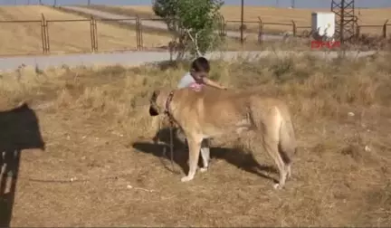 Sivas Kangal Köpeğine 'Tescil' Şoku