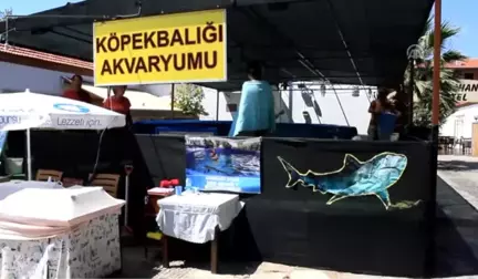 Turistlerin Köpek Balıklarıyla Yüzme Keyfi