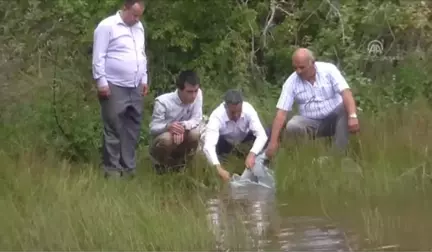 Küçükelmalı'ya 7 Bin Yavru Sazan Bırakıldı