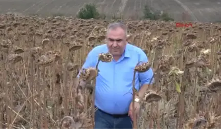 Edirne Trakya'da Sıcaklar Ayçiçeğini Vurdu