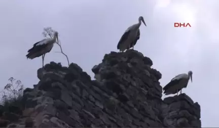 Leyleklerin Tarihi Surlarda Göç Molası