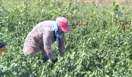 Meşhur Bafra Salçalık Kırmızı Biberinde Hasat Zamanı