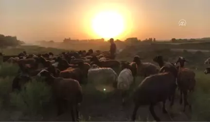 Sıcaktan Bunalan Hayvanlar Su Kanalında Serinletiliyor