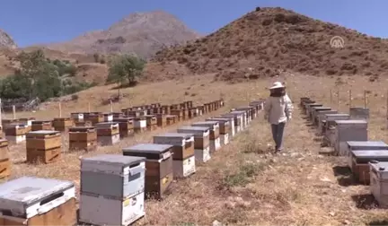 Organik Arıcılık Devlet Desteğiyle Artıyor - Tunceli