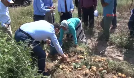 Nevşehir'de Patates Hasadı Başladı