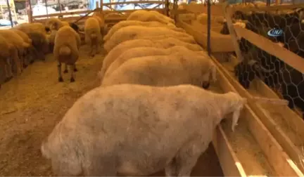 Çevre Mühendisleri Odası Adana Şube Başkanı Doğan: