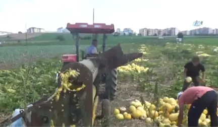 İlk Kez Ekildi, Üreticiyi Güldürdü