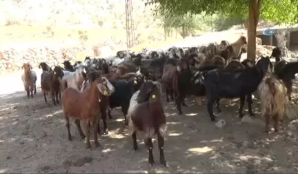 Midyat'ta Kurbanlıklar Satışa Çıktı