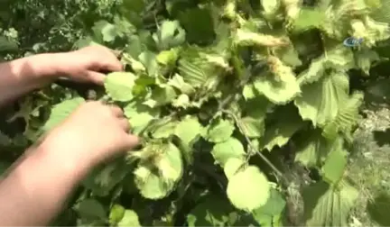 Ege Türküleri ile Fındık Hasadı