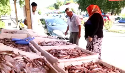 Türkiye'de Balık Tüketimi Dünyanın Gerisinde