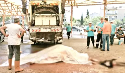 Manisa'da Veremli Kurbanlık Dana Paniği! Polis Bıçakları İmha Etmek İçin Topladı