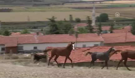 Girişimci Kadınlar - At Sevgisi Nedeniyle Emeklilikten Sonra Yeniden Meslek Sahibi Oldu