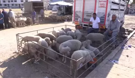 Kurbanlık Yetiştiricileri Çifte Bayram Yaptı