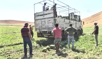 Muş'ta Karpuz Hasadı Devam Ediyor