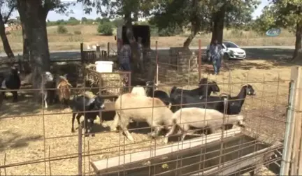 Tekirdağ)onlarca Kurbanlık Elde Kaldı