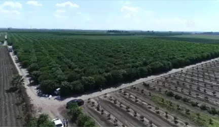 İklim Şartlarından Verimi Düşen Limon El Yakacak