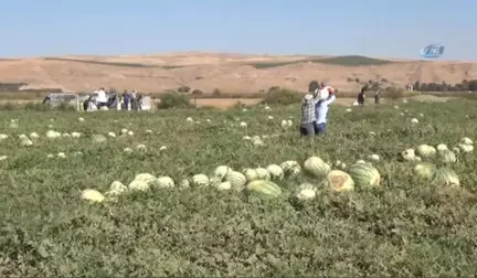 Diyarbakır Karpuzu Görücüye Çıktı...en Büyüğü 52 Kiloyu Aştı