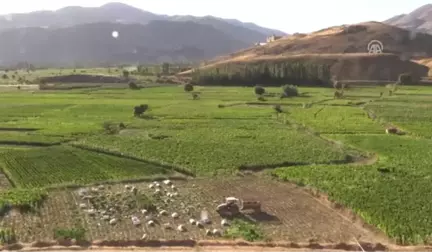 Adıyaman Çiftçisinin Tütün Telaşı