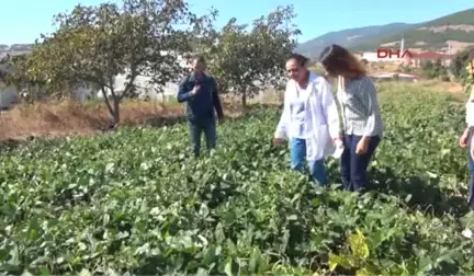 Samsun Türkiye'nin İlk Yemlik Börülce Çeşidi 'Ülkem'